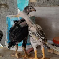 جوجه لاری کاشمر