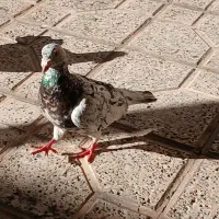 قالی طرح کبوتر