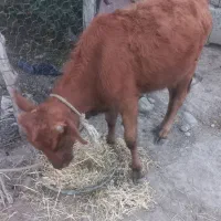 گوساله ماده|حیوانات مزرعه|خدا آفرین, |دیوار