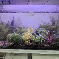 گیاه آکواریم