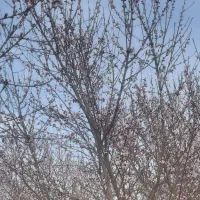 یک سوئیت تمیزمخصوص مسافر و خانواده