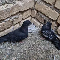 پرشی|پرنده|کوهپایه, |دیوار