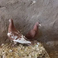 طوقی کبوتر|پرنده|شوشتر, |دیوار