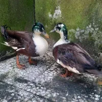 اردک کال مینیاتوری