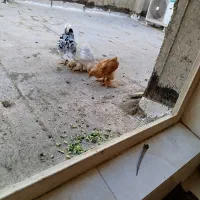 4 عددمرغ تخم گذار 2عددجوجه برهما سه ماهه