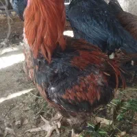 مرغ لاری