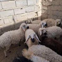 گوشت بره نر و ماده