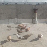 تعدادی کبوتر پرشی رنگی