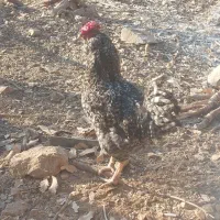 کله شیری محلی