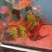 آکواریوم|ماهی|کرمان, |دیوار