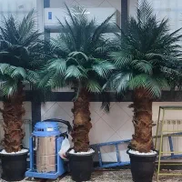 درخت نخل مصنوعی|گل مصنوعی|تهران, مولوی|دیوار