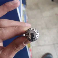 شجر های کلیکسیونیبا چاقو