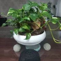 گلدان پتوس مدل بونسا