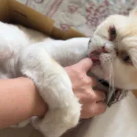 گربه پرشین|گربه|ساری, |دیوار