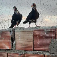 کبوتر ماده پلنگ
