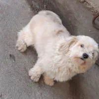 توله سگ پاکوتاه پشمالو|سگ|قائم‌شهر, |دیوار