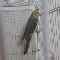 یک عدد عروس هلندی نر جوان|پرنده|رودبار, |دیوار