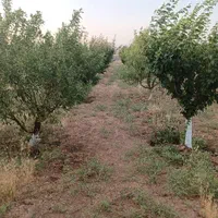 ۵۲۰مترزمین(سندتکبرگ)سهیلیه.زعفرانیه.کردان|فروش زمین و ملک کلنگی|کرج, دهقان ویلا|دیوار