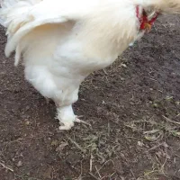 خروس سلطان|حیوانات مزرعه|رشت, دیانتی|دیوار