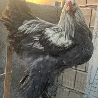 تخم نطفعه دار نژاد برهما اصل