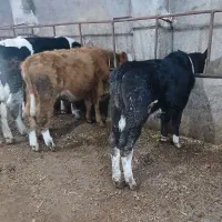 گوساله نر|حیوانات مزرعه|اردبیل, |دیوار