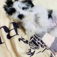 سگ خیلی کوچیک