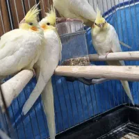 عروس دستی و زرنگ