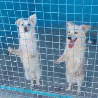 واگذاری سگ رایگان و غیر رایگان