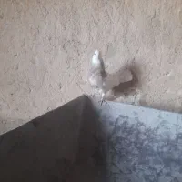 طوقی کارتونی