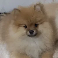 توله پامرانین ۲ ماهه کیفیت خوب