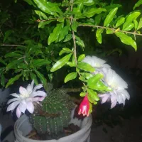 زمین و باغ میوه