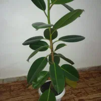 گل فیلتوس|گل و گیاه طبیعی|نیشابور, شهید بهشتی|دیوار