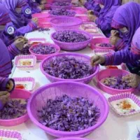 سرمایه گذاری و استخدام جهت بسته بندی زعفران|استخدام صنعتی، فنی، مهندسی|اهواز, پردیس|دیوار