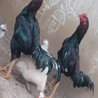 تخم لاری|حیوانات مزرعه|رشت, یخسازی|دیوار