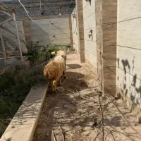 تعدادی بره و کهری|حیوانات مزرعه|بندرعباس, |دیوار