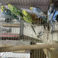 مرغ عشق رینبو جم