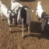 فروش یک راس بز زاییده