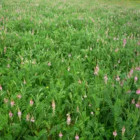یونجه خورد شده