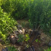 انواع نهال مرکبات|حراج|اصفهان, دانشگاه اصفهان|دیوار