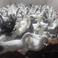 اردک پکنی سنگین وزن