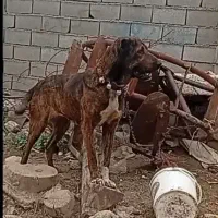 سگ افغان معاوضه با گوسفند