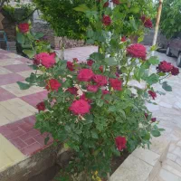 خونه ویلایی|فروش خانه و ویلا|رادکان, |دیوار