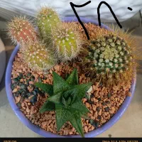 گل گیاه|گل و گیاه طبیعی|مشهد, شهرک صنعتی توس|دیوار