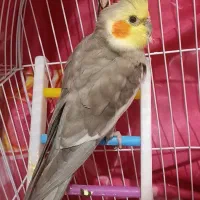 جفت عروس هلندی سخنگو و سه تا جوجه