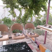 واگذاری 2 عدد گربه خانگی|گربه|زنجان, |دیوار