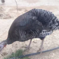 فروش بوقلمون ماده
