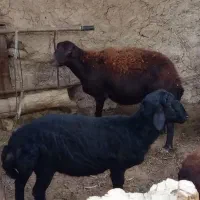 یک راس بره نر