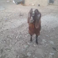 بز نر|حیوانات مزرعه|شیروان (خراسان), |دیوار