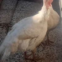 بوقلمون بیوتی