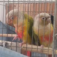 گرینچیک گرین چیک جفت با تعیین جنسیت